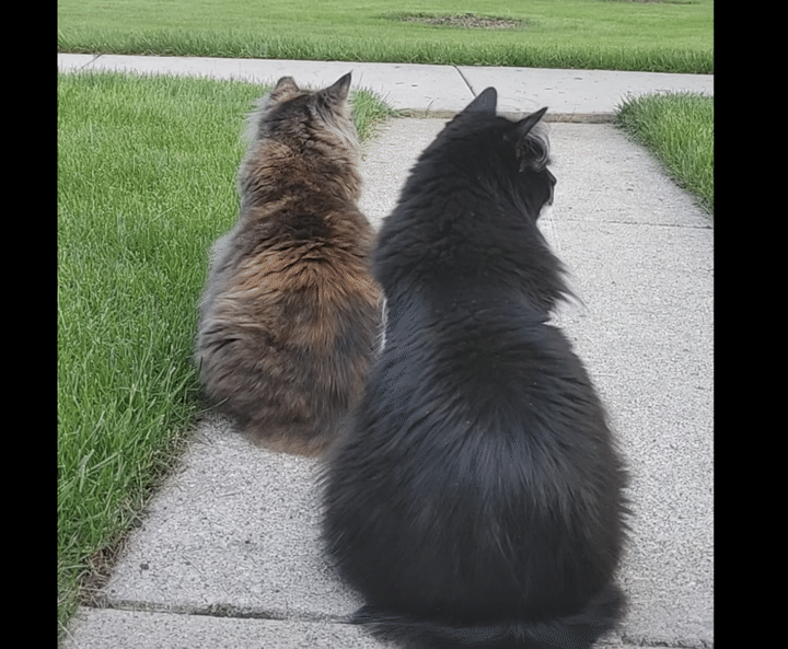 なにかを待っている猫さんたち。飼い主？いやいや、そうじゃなくて