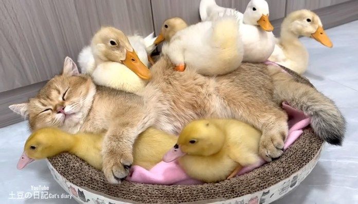 子猫のことが大好きなアヒル達