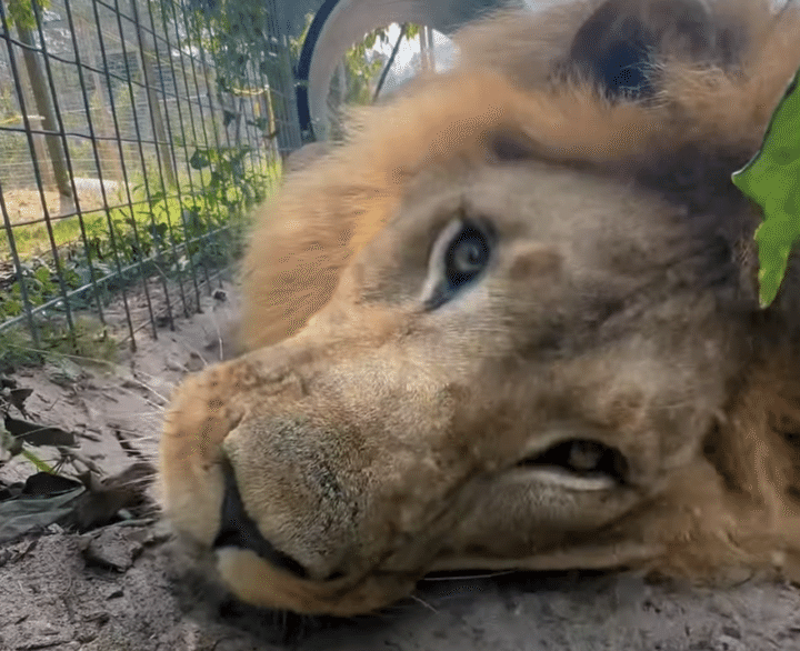 ネコ科のライオンにまたたびを与えたら、どんな反応をするかな？