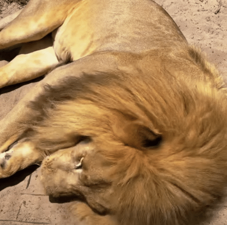 ネコ科のライオンにまたたびを与えたら、どんな反応をするかな？