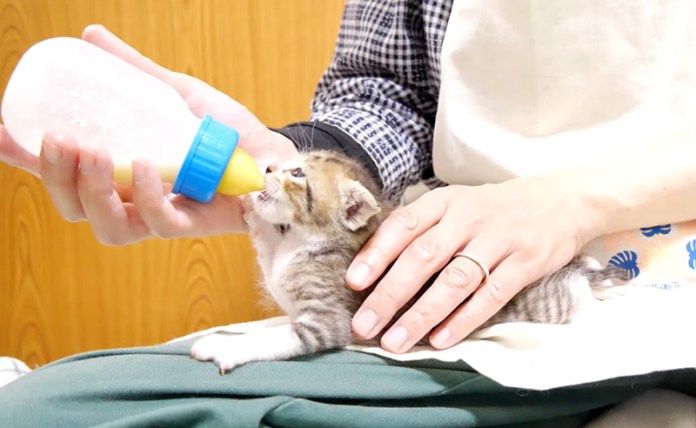 ミルクを飲む子猫