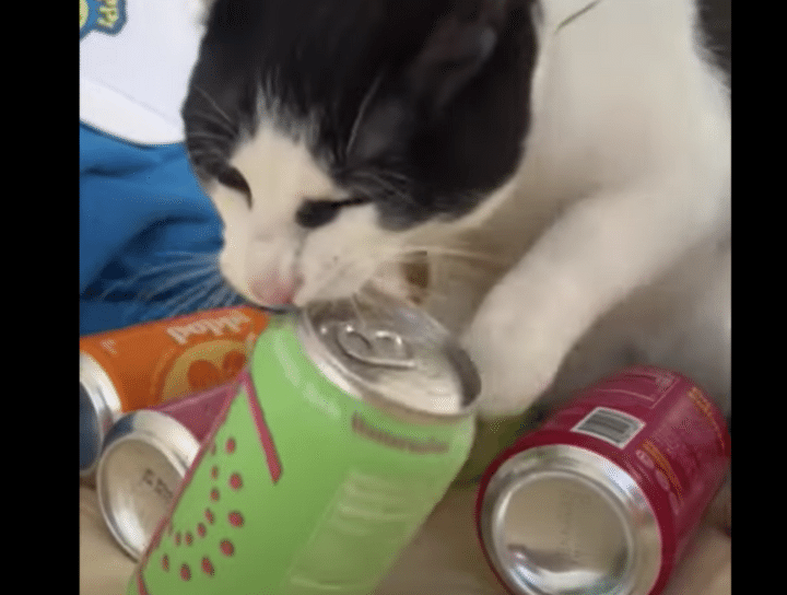 ジュース缶で遊んでいた猫さんに、予想してなかった悲劇が！