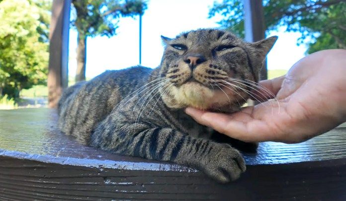 撫でられる猫