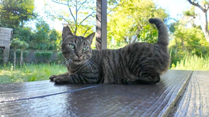 テーブルに登ってきた猫