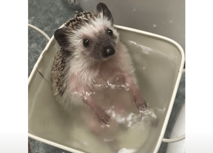 ポカポカだよぉ〜♪ 入浴でリラックスするハリネズミさん。