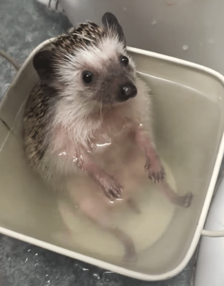 ポカポカだよぉ〜♪ 入浴でリラックスするハリネズミさん。