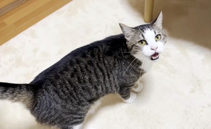 話し掛けて来る猫