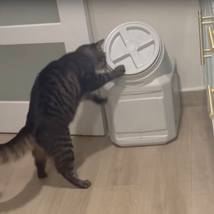 独力で回転蓋を突破する猫、ペネトレーションテストに成功