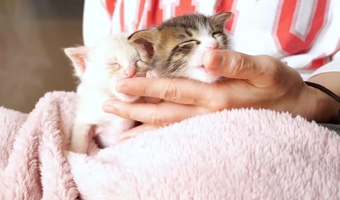 指を吸う子猫達