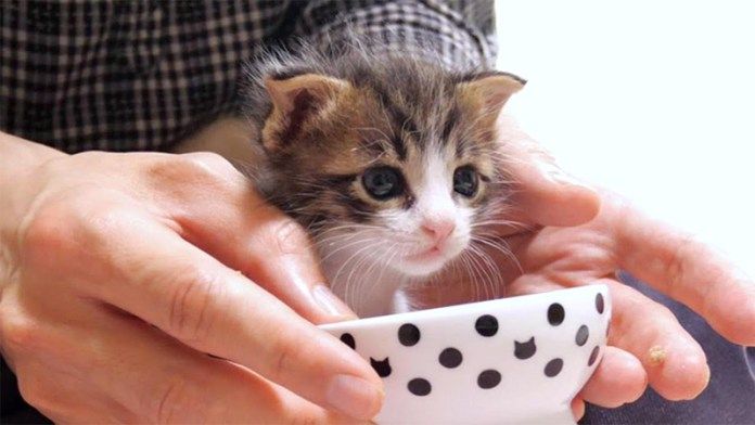 離乳食を拒否する子猫