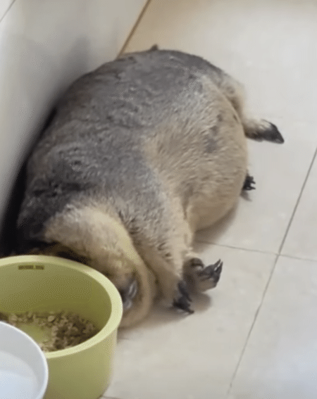 ポンポコおなかと寝相が可愛すぎるマーモットちゃん。