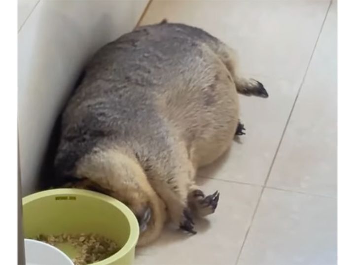 ポンポコおなかと寝相が可愛すぎるマーモットちゃん。