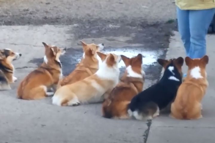 訓練を受けるコーギーたち／出典：WendtWorthCorgis