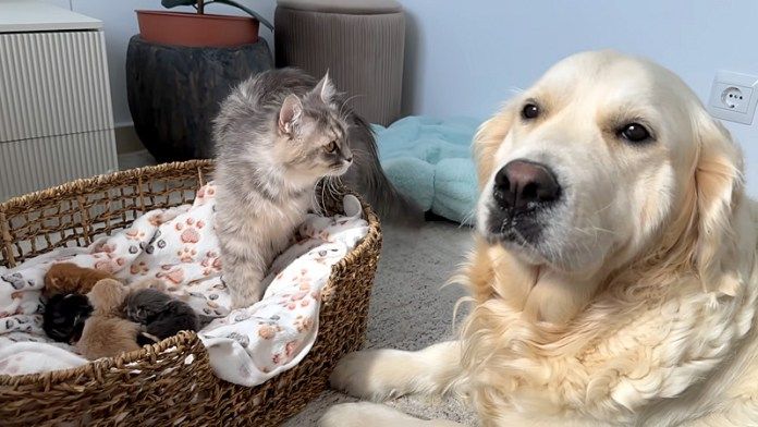 猫の親子とゴールデンレトリバー
