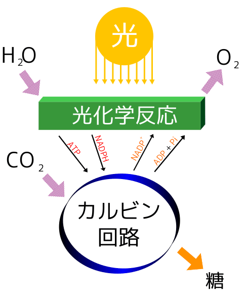 光合成の簡単な図解