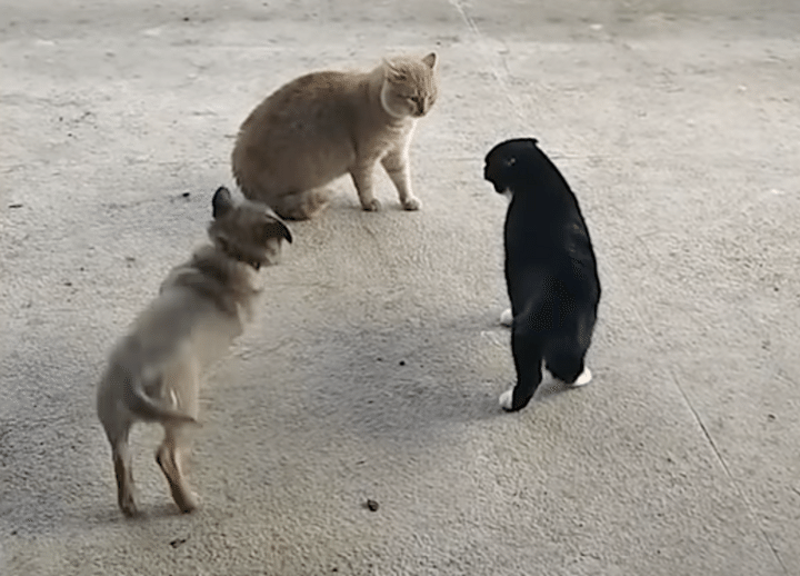 犬「ケンカするの？始まるの？」猫のケンカに大はしゃぎ！