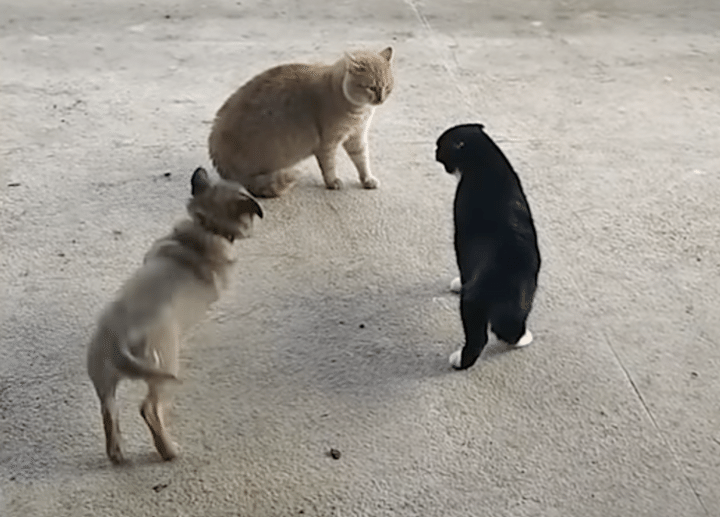 犬「ケンカするの？始まるの？」猫のケンカに大はしゃぎ！