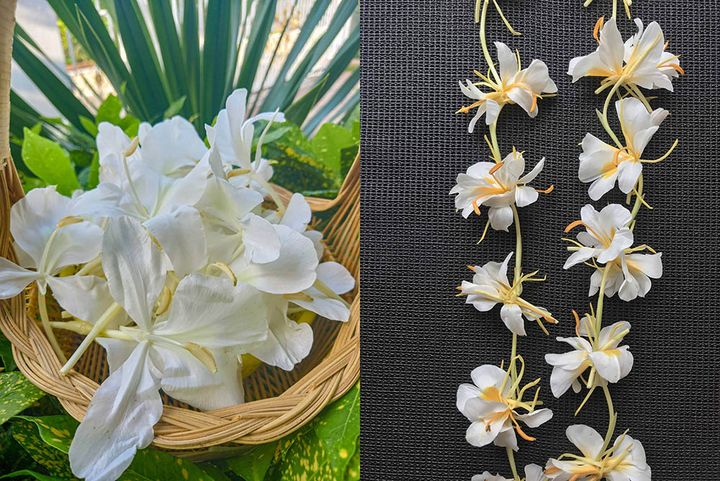 ジンジャーリリー