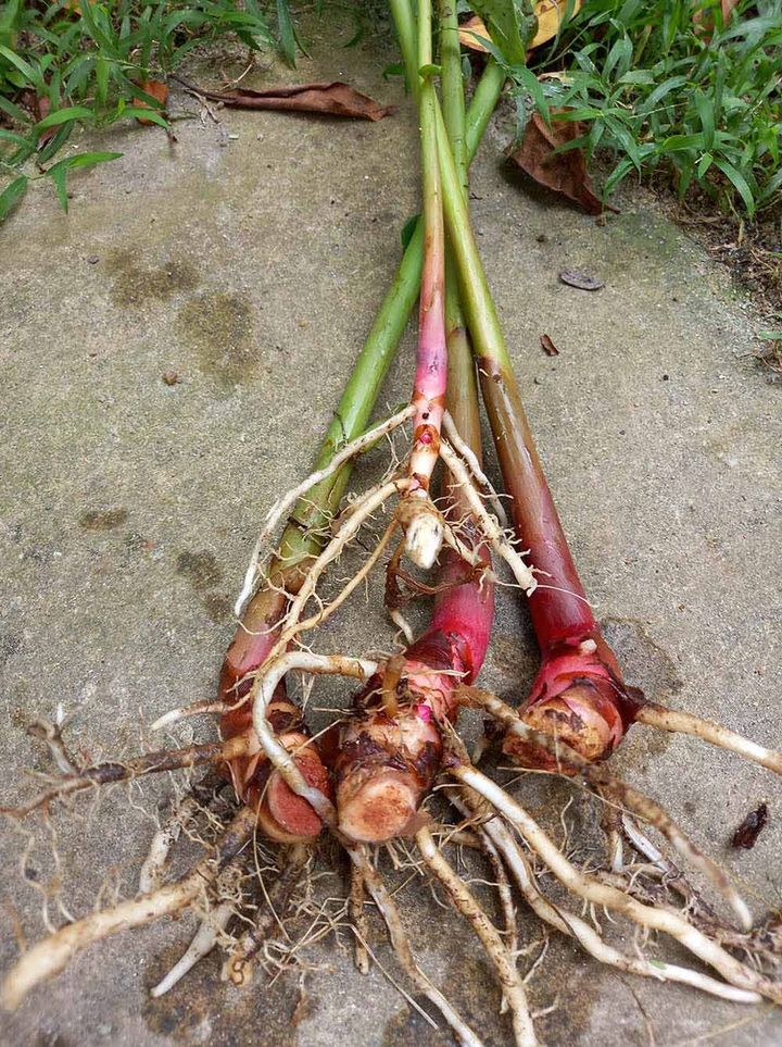 ジンジャーリリー