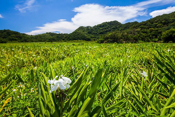 ジンジャーリリー