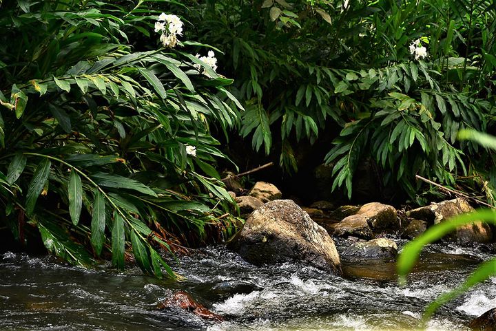 ジンジャーリリー