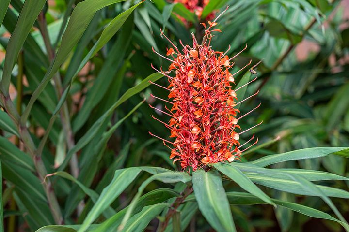 ベニバナシュクシャ