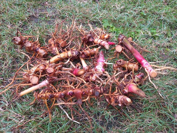 ジンジャーリリー