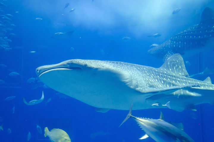 「行ってよかった動物園・水族館」についてアンケート