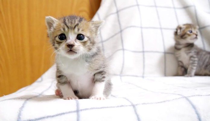 ソファーの上で遊ぶ子猫