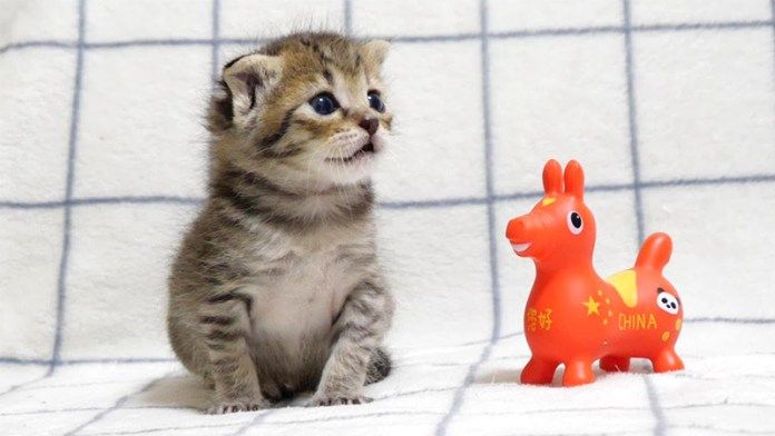 お友達を紹介された子猫