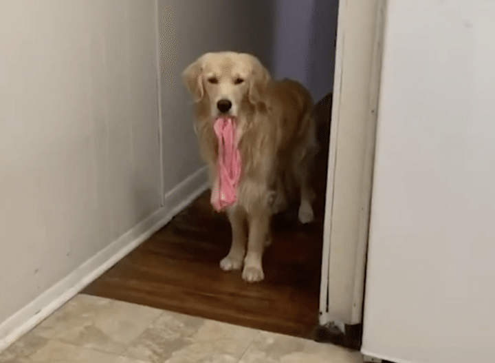 あれ？下着がない！見せつけるよう犬さんが