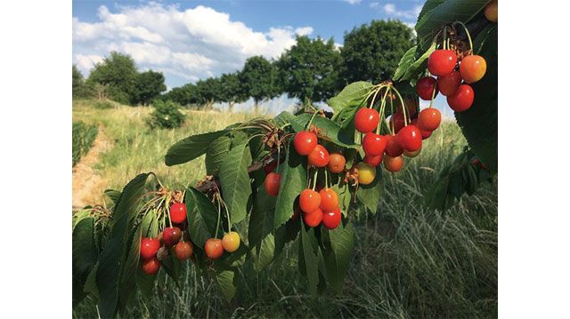 世界からお届け！SDGs通信ベルリン編。公共の植物をシェアする“食べられるランドスケープ”。