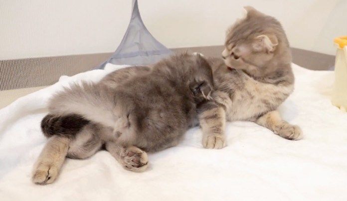 母猫のミルクを飲む子猫