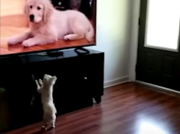 閉じ込められたの！？ テレビ画面から犬が出てくるのを待つ子犬。