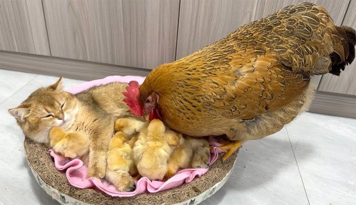 ヒヨコを世話する子猫