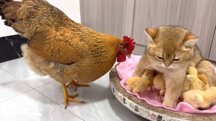 ヒヨコを世話する子猫