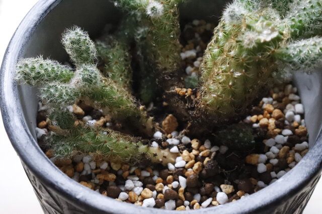 ダイソーの匂いがしない肥料のマグァンプ K 中粒