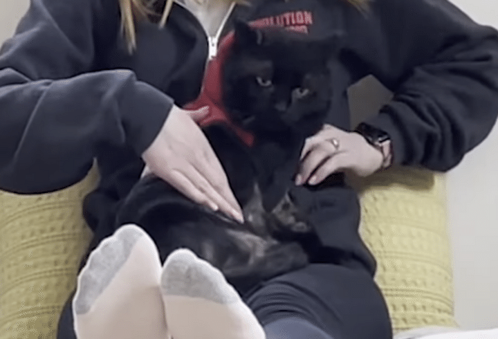 何度下ろしても戻ってくる(笑) 飼い主の上から動きたくない猫さん♪