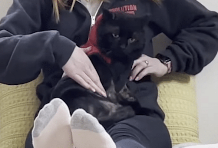 何度下ろしても戻ってくる(笑) 飼い主の上から動きたくない猫さん♪