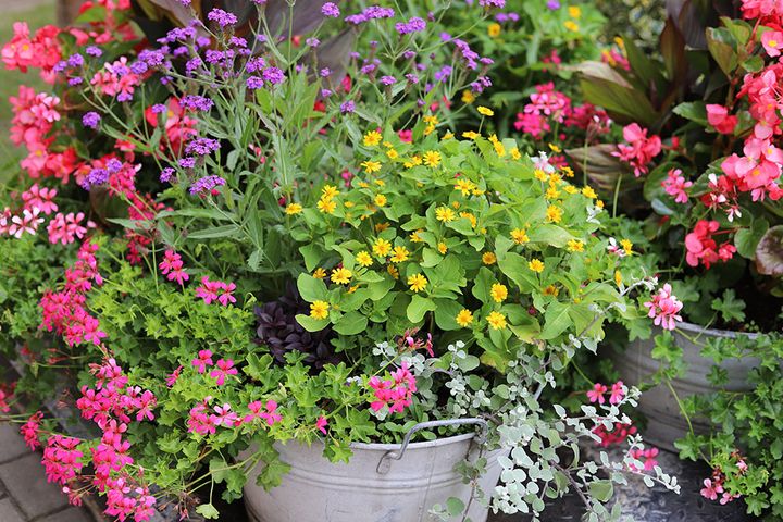 バーベナ・ボナリエンシス