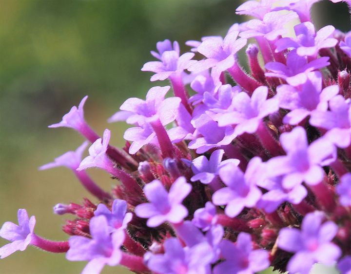 バーベナ・ボナリエンシス