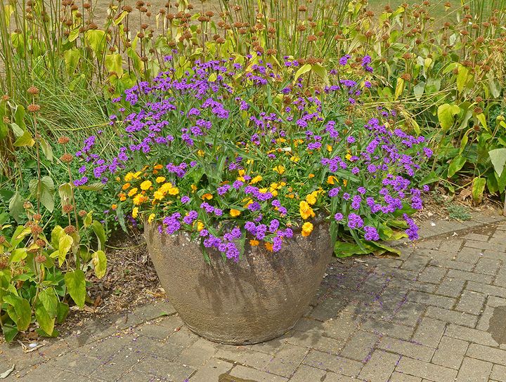 バーベナ・ボナリエンシス