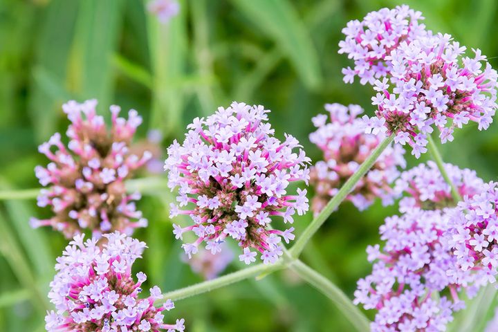 バーベナ・ボナリエンシス