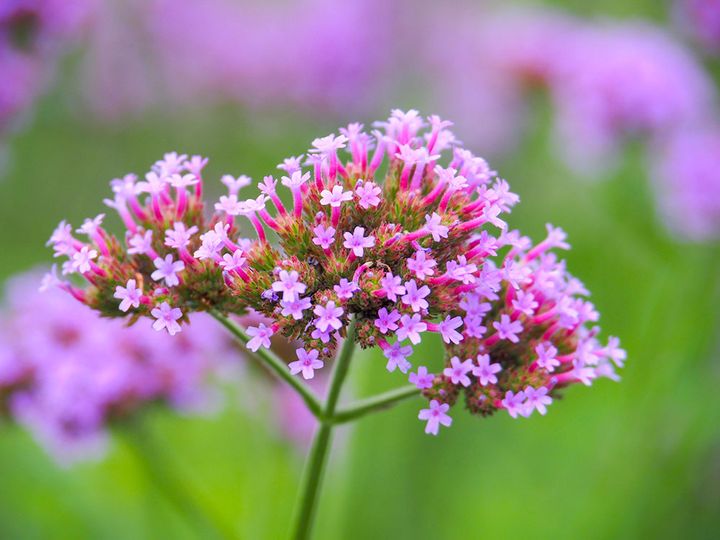 バーベナ・ボナリエンシス