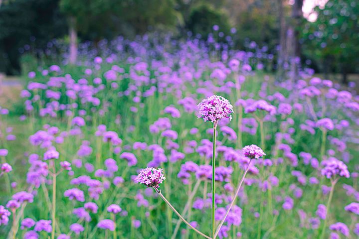 バーベナ・ボナリエンシス