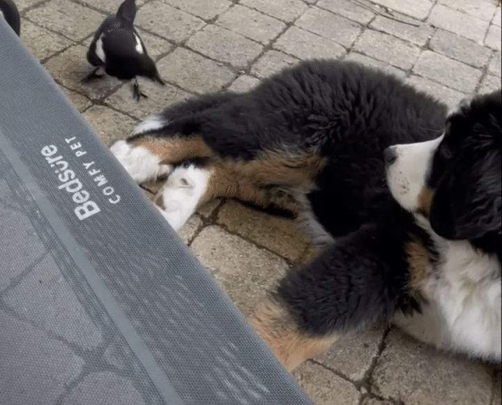 しっぽ持っていかれちゃうよ？ 鳥にツンツンされても動じない子犬さん。