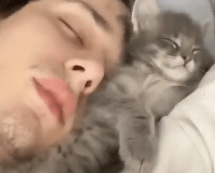 飼い主さんと気持ちよさそうに眠る子猫。