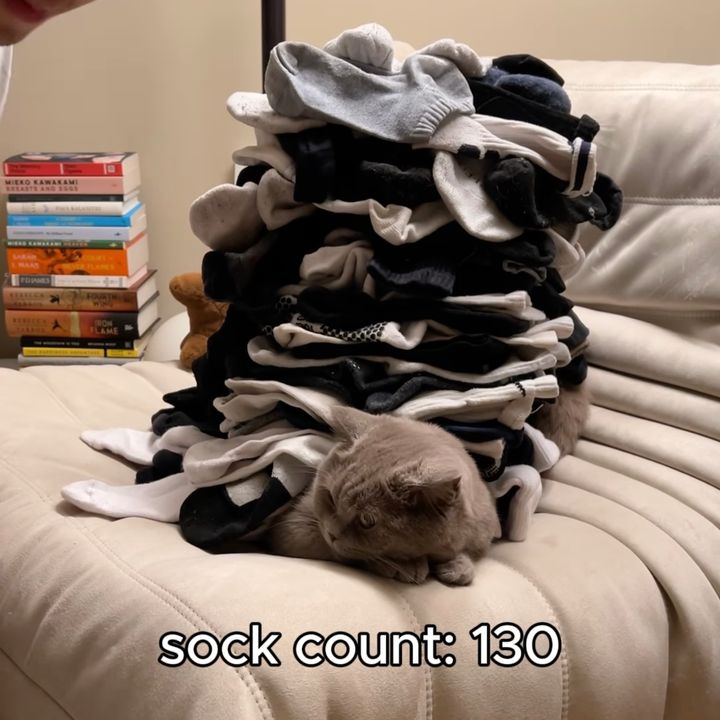 猫の上に靴下いったい何足乗るか、68足は実績解除
