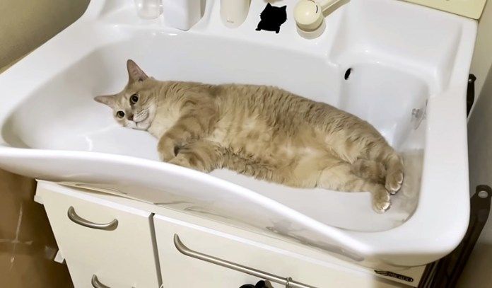 洗面ボウルで横になる猫