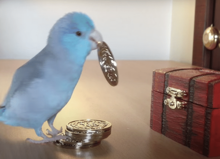 インコ「しっかり貯金せな！」コインを貯金箱にチャリーン！